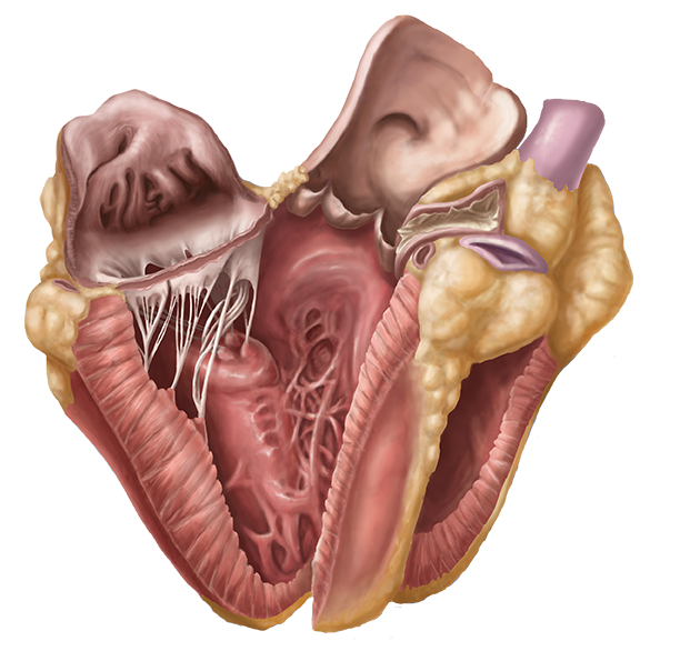 Heart Dissection home page